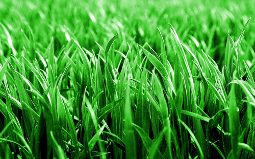 Green Grass Grows All Around