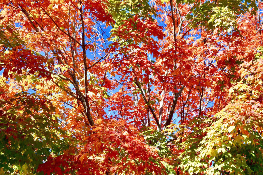 23 Days of Gratitude | Day 10 - Fall Foliage