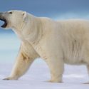 {Song Video} Polar Bear