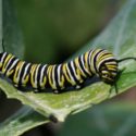 Caterpillar Walks Around | Caterpillar Into Butterfly Song | Listen & Learn Music