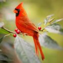Cardinal, Sing Your Song Cardinal, Sing Your Song | Listen & Learn Music