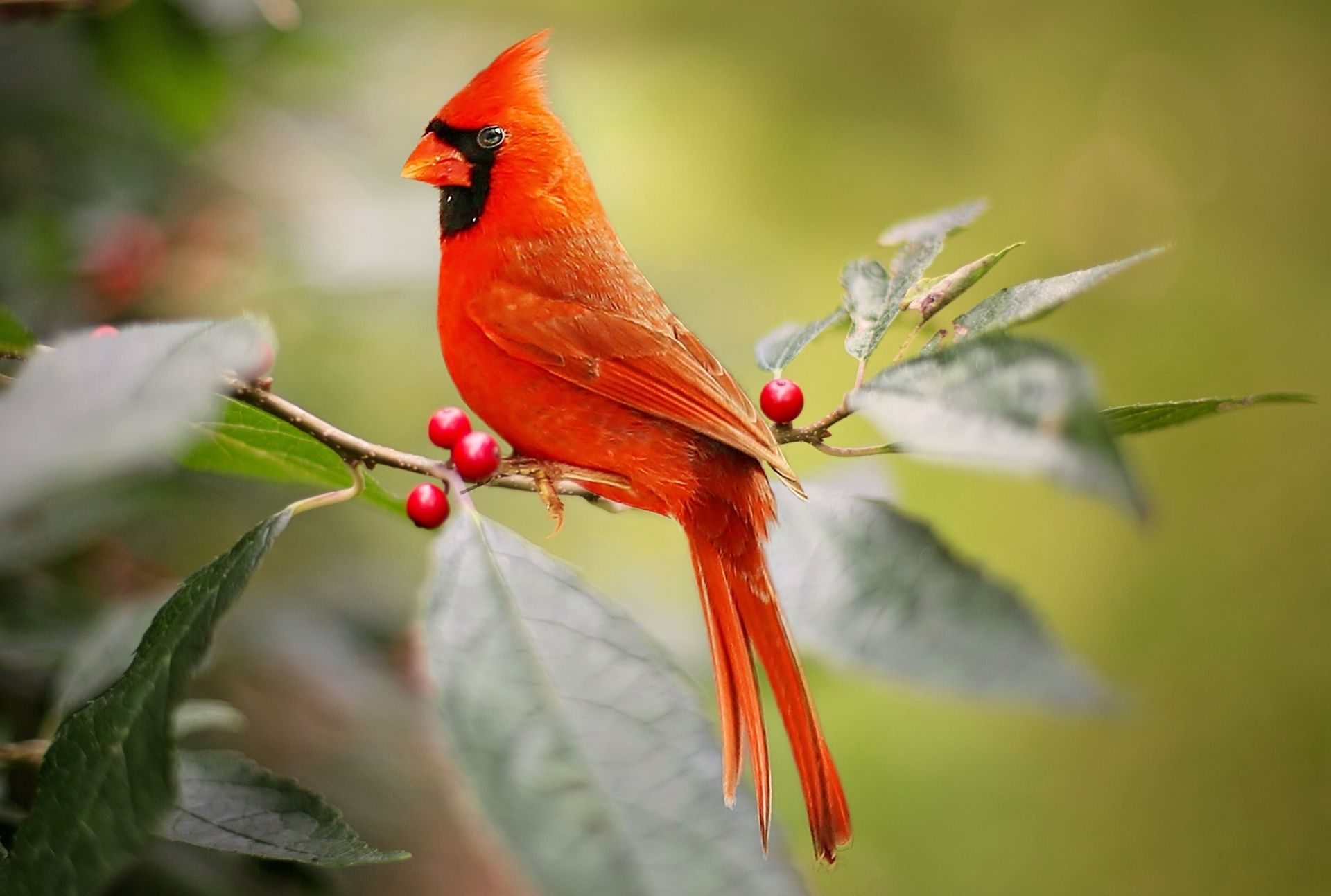cardinal bird meaning