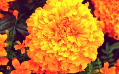 Orange You Glad It’s October?