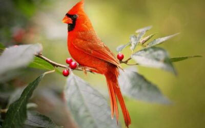 Cardinal, Sing Your Song