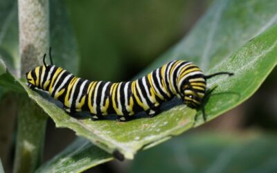 “Caterpillar Walks Around” and Gets Those Creative Juices Flowing!