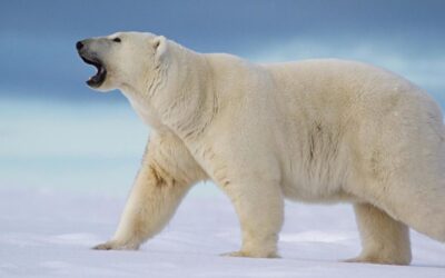 {Song Video} Polar Bear