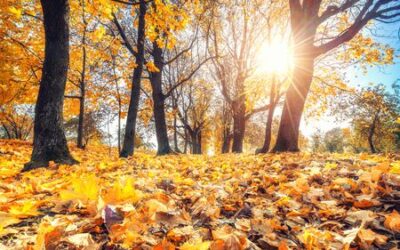 All About Autumn