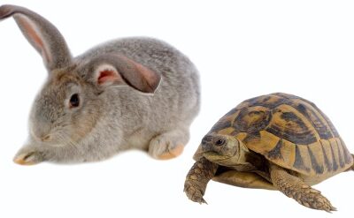 Slow & Steady Wins the Race
