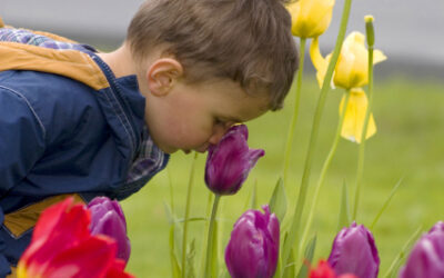 The Five Senses