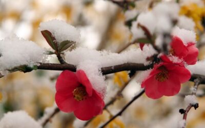 Spring Snow