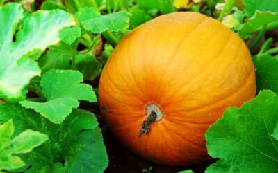 What’s Big and Orange?