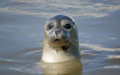 Mammals In the Water (A Custom Song)