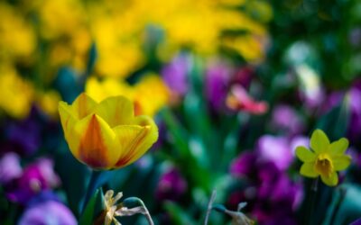 Flower, Stand Tall!